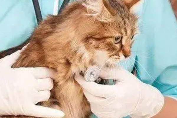 黄瓜霜霉病怎么防治，交替喷施百菌清、甲霜灵锰锌等药物