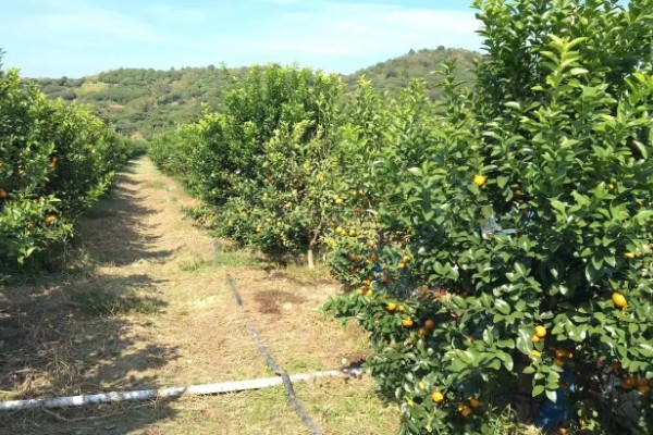 蚊子有几颗牙齿，蚊子有22颗牙齿