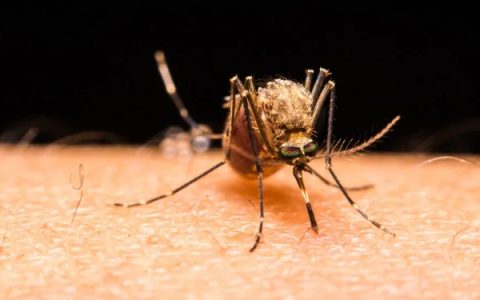 绿萝常见品种有哪些，绿萝吊兰、青叶绿萝等品种广受欢迎