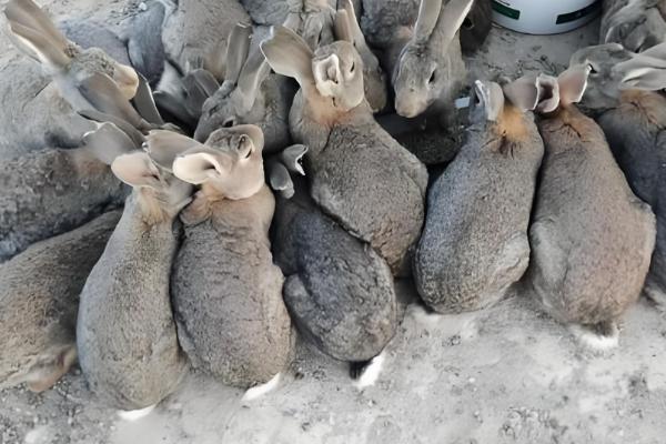 固始鸡简介，是肉蛋兼用型地方优良鸡种