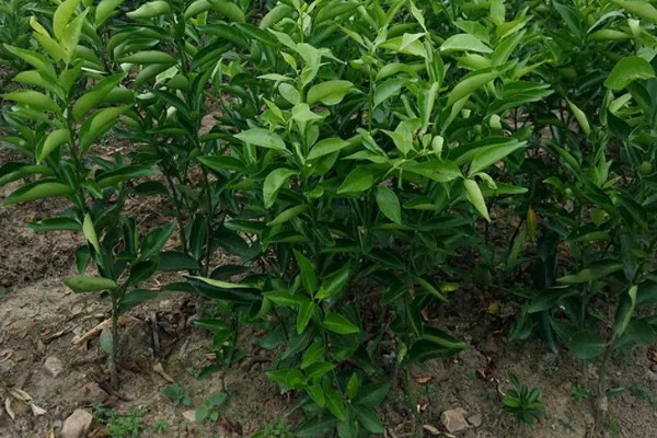 固始鸡简介，是肉蛋兼用型地方优良鸡种