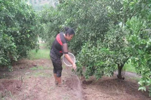 固始鸡简介，是肉蛋兼用型地方优良鸡种