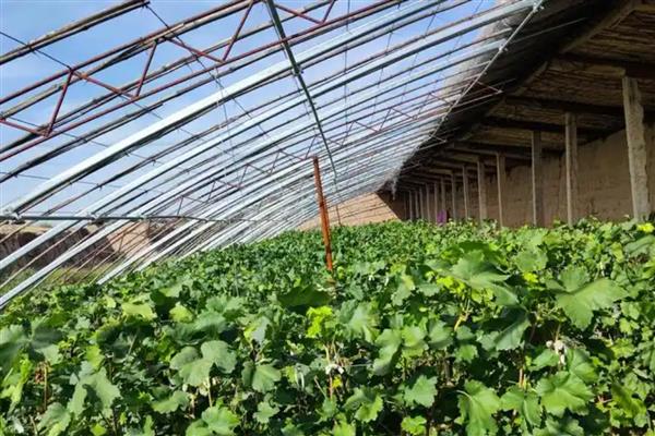 兔子为何患上传染性鼻炎，常见以下8个原因