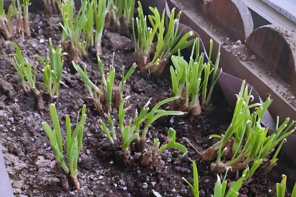 兔子为何患上传染性鼻炎，常见以下8个原因