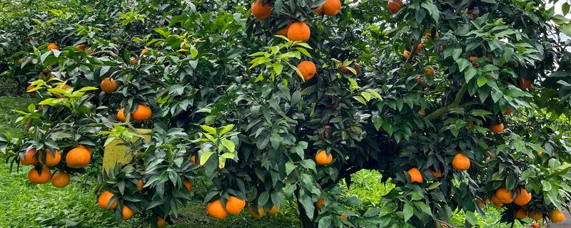 叶仙花的外观，长有较大的黄绿色叶片