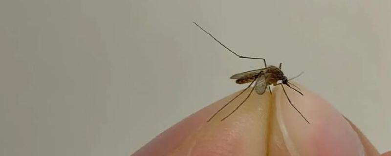 叶仙花的外观，长有较大的黄绿色叶片