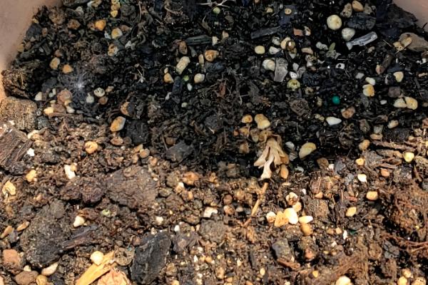 叶仙花的外观，长有较大的黄绿色叶片