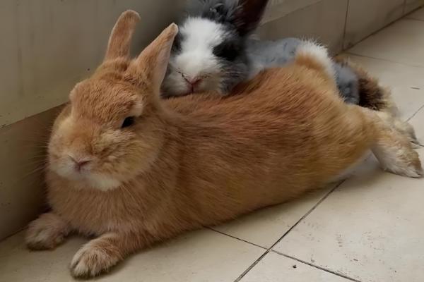 叶仙花的外观，长有较大的黄绿色叶片