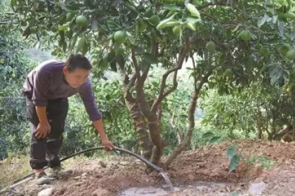 叶仙花的外观，长有较大的黄绿色叶片