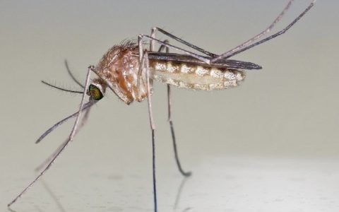 木天蓼是哪种植物？它属于猕猴桃属植物。