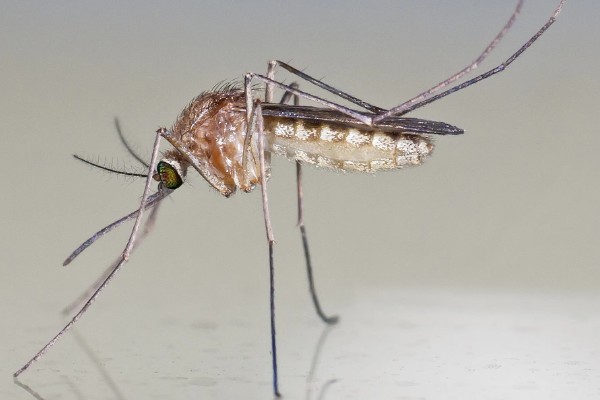木天蓼是哪种植物，是猕猴桃属植物