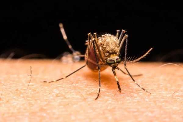 春羽如何养殖，可以选用泥盆进行栽植