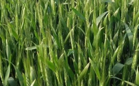 安农1928小麦品种特性及与周麦36号熟期对比分析