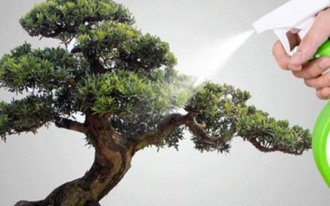 玉丝优5087水稻种子特征特性及每亩秧田播种量10-12公斤