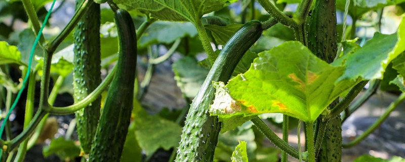 翡翠景天掉叶子如何解决，土壤板结需要疏松土壤