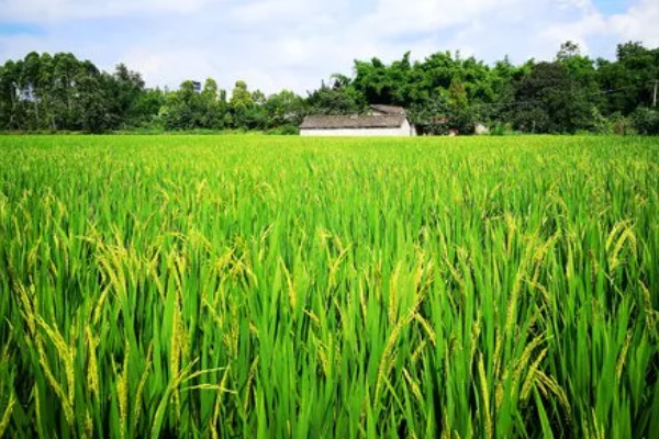 翡翠景天掉叶子如何解决，土壤板结需要疏松土壤