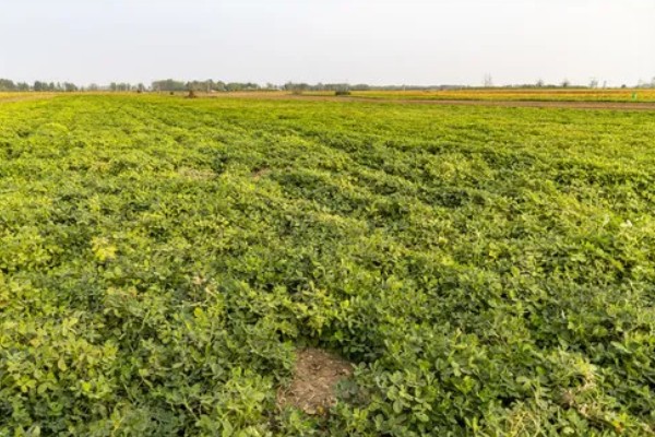 翡翠景天掉叶子如何解决，土壤板结需要疏松土壤