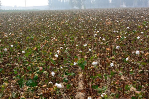 翡翠景天掉叶子如何解决，土壤板结需要疏松土壤