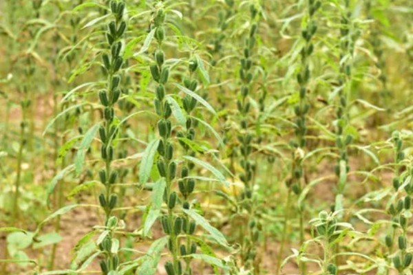 百花蜜简介，其质地粘稠且透明且光泽