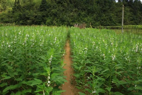 百花蜜简介，其质地粘稠且透明且光泽