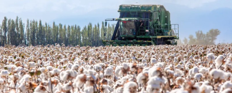 棉田中覆盖麦草的注意事项，麦草要用铡草机铡碎