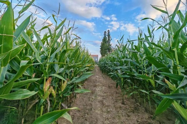棉田中覆盖麦草的注意事项，麦草要用铡草机铡碎