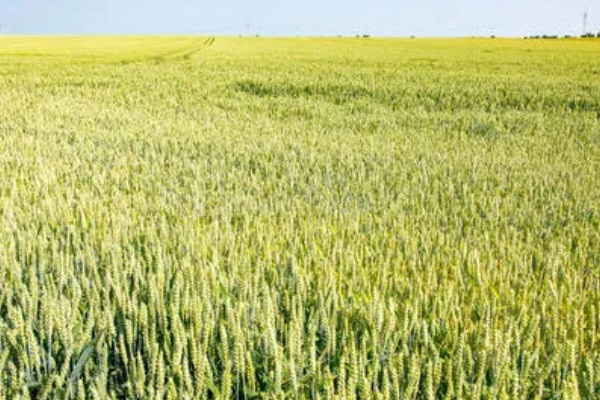 棉田中覆盖麦草的注意事项，麦草要用铡草机铡碎