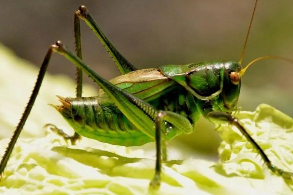 养山羊喂什么饲料，需提供新鲜的牧草