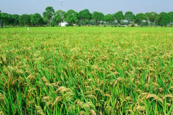 皖垦粳10号水稻种子介绍，秧田播种量每亩15.0千克