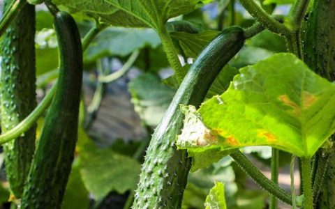 高油玉米的特点：高含油量，营养丰富，用途广泛