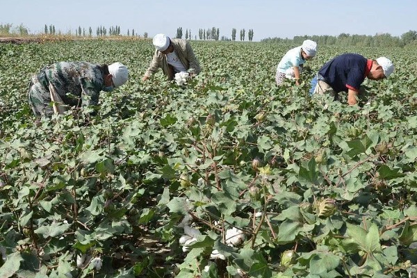 高油玉米的特点，其含油量很高