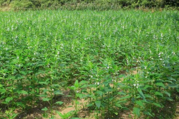 高油玉米的特点，其含油量很高