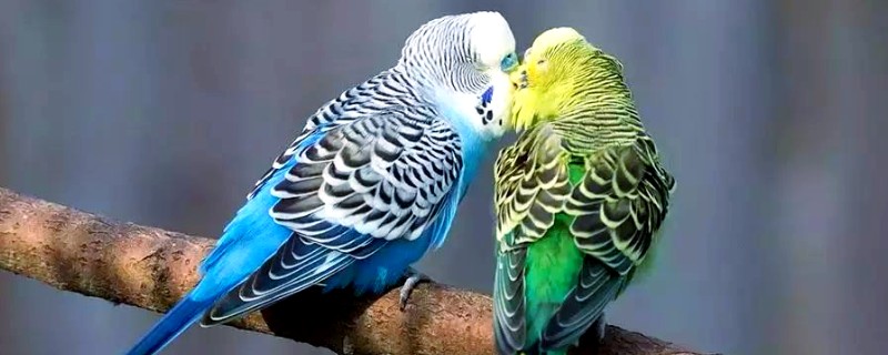 地里有虫子如何处理，防治蚜虫可喷施杀蚜松等药物