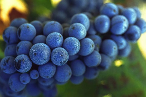 地里有虫子如何处理，防治蚜虫可喷施杀蚜松等药物