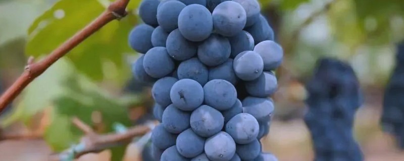 蓝莓葡萄的价格，一斤需要20-30元左右