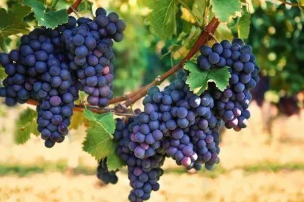 蓝莓葡萄的价格，一斤需要20-30元左右