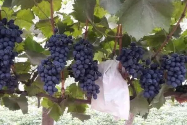 蓝莓葡萄的价格，一斤需要20-30元左右