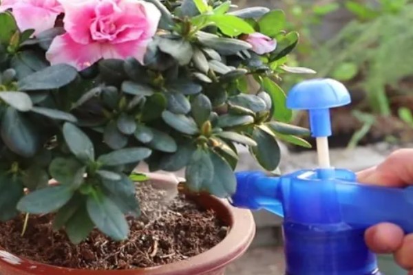 家养杜鹃花萎蔫怎么处理，需要减少光照