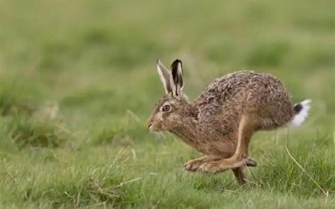 鸡互相啄毛怎么办？拌入硫酸钙饲料可有效缓解
