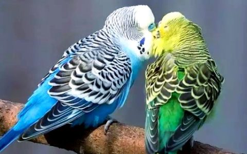 鲤鱼喜欢吃的天然饵料有哪些，玉米、麦粒、红薯等都适合使用