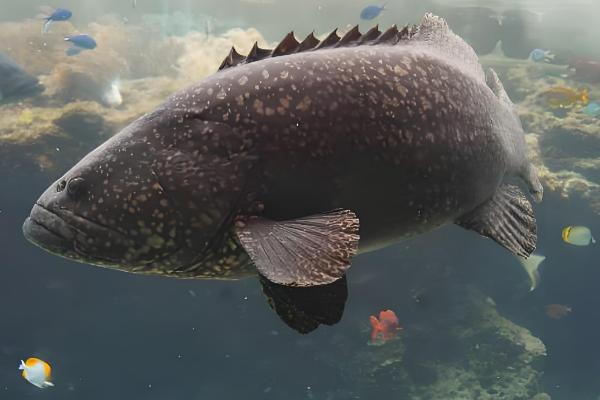 桃树的修剪注意事项，遵循轻剪少去的原则