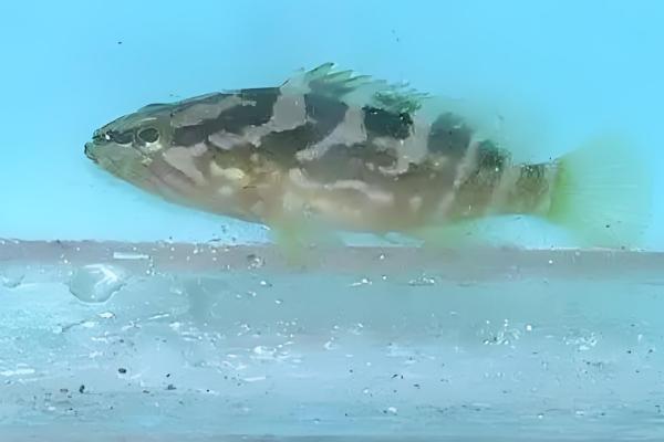 为什么狗狗会厌食，可能是频繁加餐所致