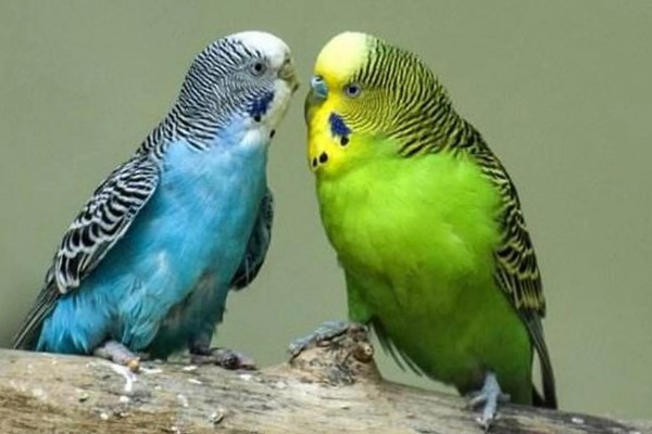 为什么狗狗会厌食，可能是频繁加餐所致