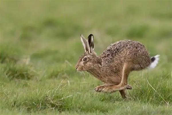 有机肥料的种类，常见饼肥、人畜粪尿等类型
