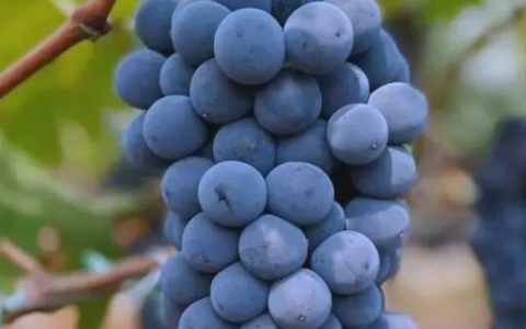 淡水石斑鱼产地分布：台湾、广东等地盛产