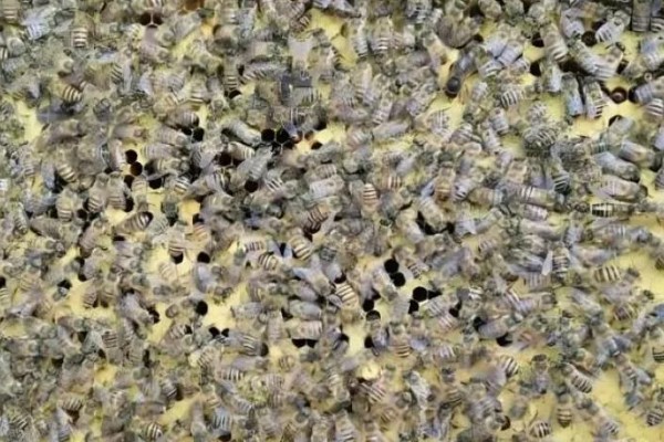 向日葵叶子发黄如何解决，受到暴晒时要转移到阴凉处养护