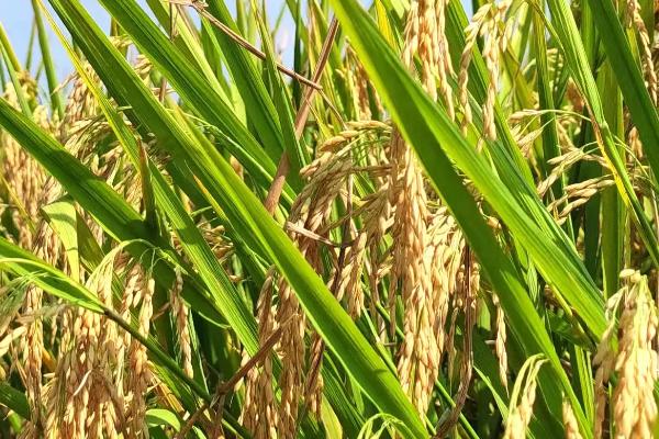 映山红下山桩多久可以出芽，20-30天出芽