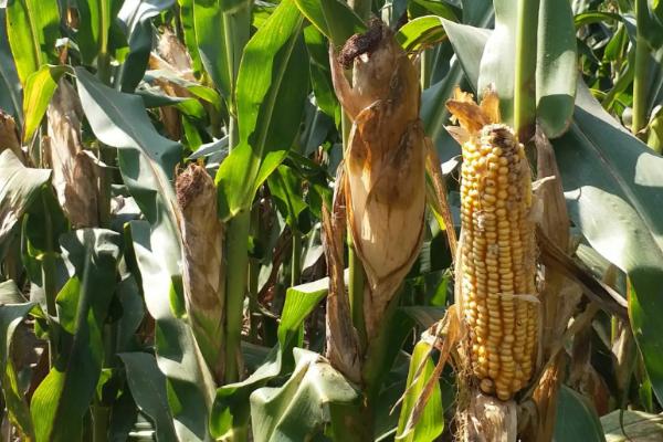 淘米水发酵后如何浇花，淘米水和清水以1:3的比例稀释