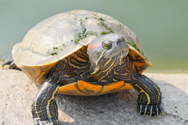 怎么修剪葡萄树，不同季节的修剪方法不同