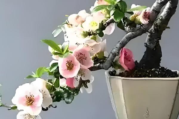 桃花2月份会不会开放，南方地区的桃花可在2月下旬绽放